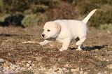 LABRADOR 691